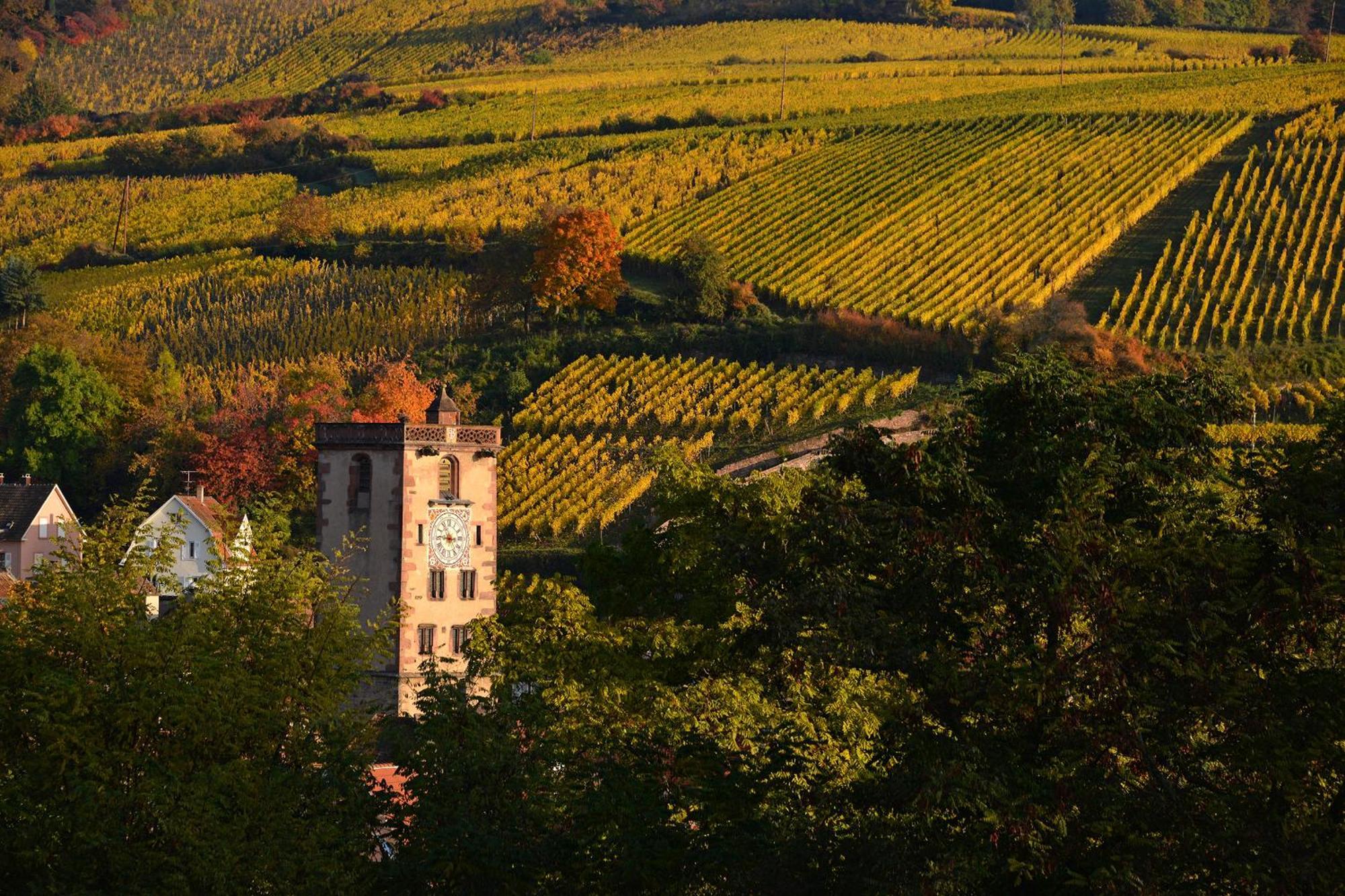 Appartamento Au Nid d'Hirondelles Ribeauvillé Esterno foto